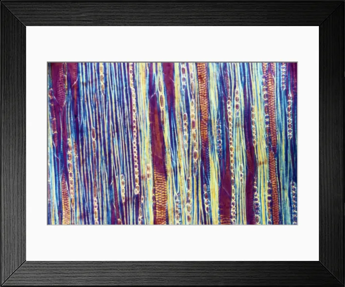 Framed Print : Light Micrograph (LM) of a longitudinal section showing xylem elements of a Ribes sp Framed Print : Light Micrograph (LM) of a longitudinal section showing xylem elements of a Ribes sp