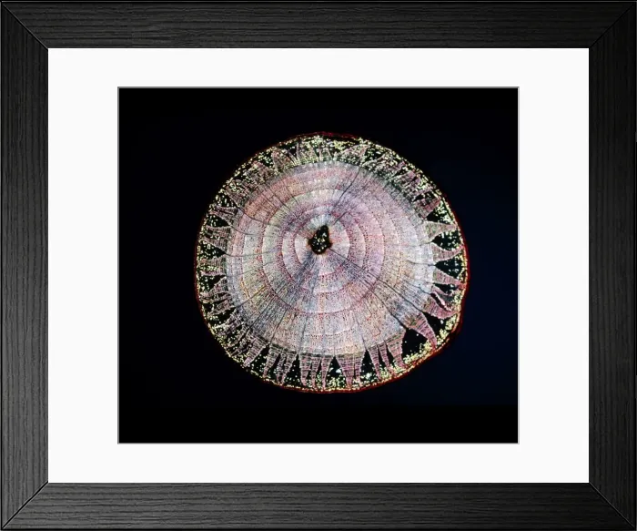 Framed Print : Light Micrograph (LM) of a transverse section of a stem of Common Lime tree Framed Print : Light Micrograph (LM) of a transverse section of a stem of Common Lime tree