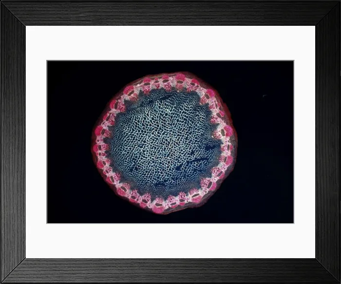 Framed Print : Light Micrograph (LM) of a transverse section of a Helianthus stem, magnification x 18 Framed Print : Light Micrograph (LM) of a transverse section of a Helianthus stem, magnification x 18