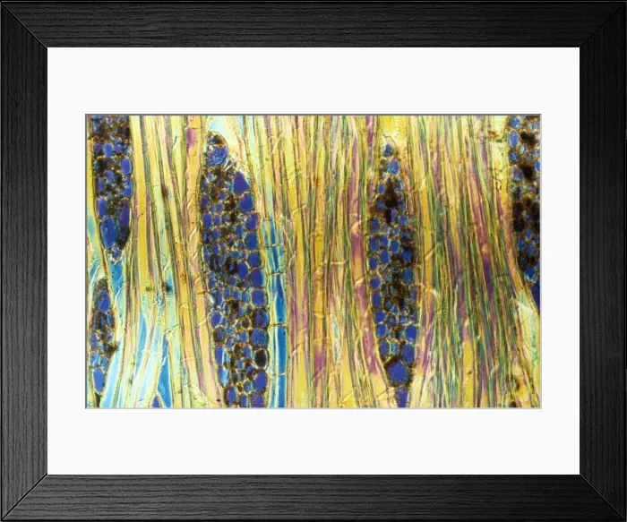 Framed Print : Light Micrograph (LM) of a longitudinal section showing xylem elements of Mahogany wood