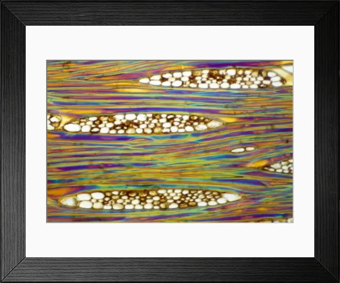 Framed Print : Light Micrograph (LM) of a longitudinal section showing xylem elements of Mahogany Framed Print : Light Micrograph (LM) of a longitudinal section showing xylem elements of Mahogany