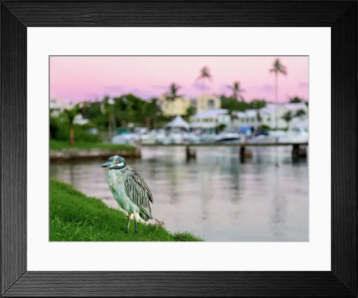 Framed Print : Yellow Crowned Night Heron at sunset, Flatt's Inlet, Bermuda, North Atlantic, North America Framed Print : Yellow Crowned Night Heron at sunset, Flatt's Inlet, Bermuda, North Atlantic, North America