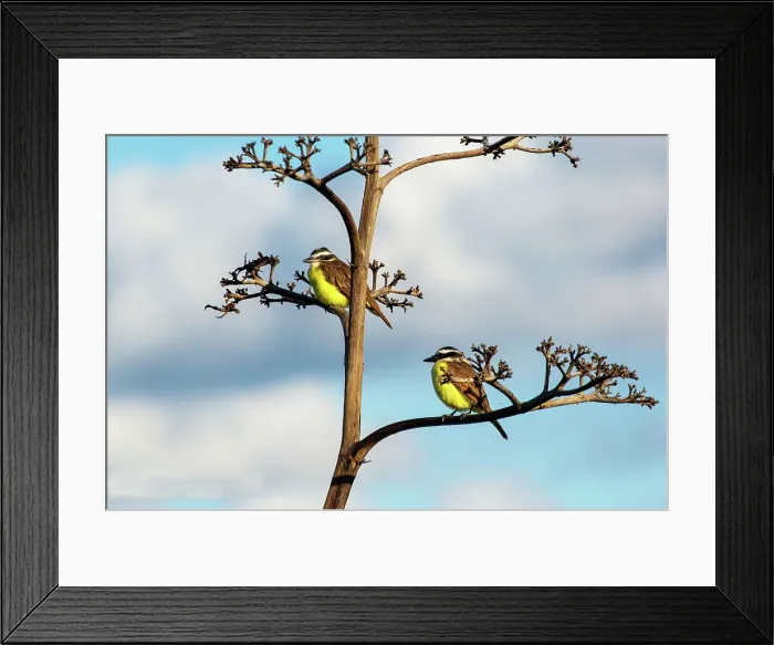 Framed Print : Great Kiskadees (Pitangus Sulphuratus), originally introduced to Bermuda in 1957 to try to control the Anole lizard, Bermuda, Atlantic, Central America Framed Print : Great Kiskadees (Pitangus Sulphuratus), originally introduced to Bermuda in 1957 to try to control the Anole lizard, Bermuda, Atlantic, Central America