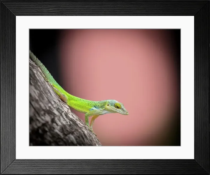 Framed Print : Antiguan Anole Lizard (Anolis Leachii), Bermuda, North Atlantic, North America Framed Print : Antiguan Anole Lizard (Anolis Leachii), Bermuda, North Atlantic, North America