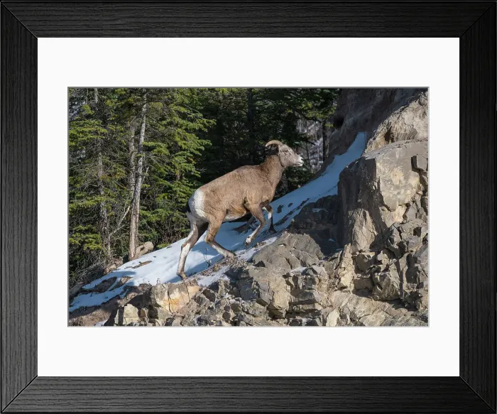 Framed Print : Rocky mountain bighorn sheep female (Ovis canadensis) on a wintry mountain, Jasper National Park, UNESCO World Heritage Site, Alberta, Canada, North America Framed Print : Rocky mountain bighorn sheep female (Ovis canadensis) on a wintry mountain, Jasper National Park, UNESCO World Heritage Site, Alberta, Canada, North America