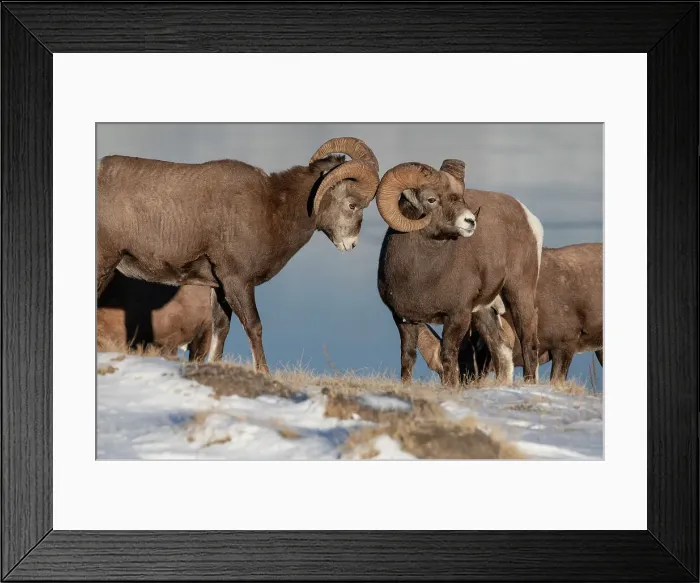 Framed Print : Rocky mountain bighorn rams (ovis canadensis) during the rut (mating) season, Jasper National Park, UNESCO World Heritage Site, Alberta, Canadian Rockies, Canada, North America Framed Print : Rocky mountain bighorn rams (ovis canadensis) during the rut (mating) season, Jasper National Park, UNESCO World Heritage Site, Alberta, Canadian Rockies, Canada, North America