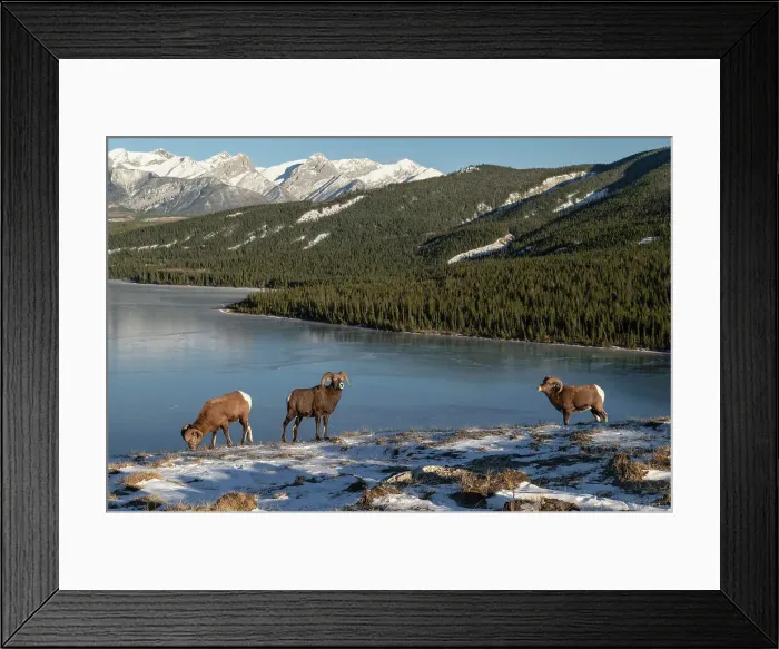 Framed Print : Rocky mountain bighorn rams (ovis canadensis) during the rut (mating) season, Jasper National Park, UNESCO World Heritage Site, Alberta, Canadian Rockies, Canada, North America Framed Print : Rocky mountain bighorn rams (ovis canadensis) during the rut (mating) season, Jasper National Park, UNESCO World Heritage Site, Alberta, Canadian Rockies, Canada, North America
