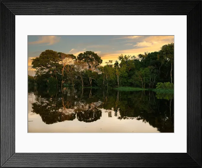 Framed Print : Trees reflecting in the water at sunrise, Amazonas state, Brazil, South America Framed Print : Trees reflecting in the water at sunrise, Amazonas state, Brazil, South America