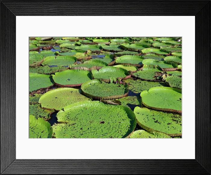 Framed Print : Floating leaves of the giant water lily (Victoria amazonica), Amazonas state, Brazil, South America Framed Print : Floating leaves of the giant water lily (Victoria amazonica), Amazonas state, Brazil, South America