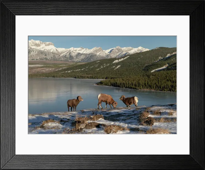 Framed Print : Rocky mountain bighorn rams (ovis canadensis) during the rut (mating) season, Jasper National Park, UNESCO World Heritage Site, Alberta, Canadian Rockies, Canada, North America Framed Print : Rocky mountain bighorn rams (ovis canadensis) during the rut (mating) season, Jasper National Park, UNESCO World Heritage Site, Alberta, Canadian Rockies, Canada, North America