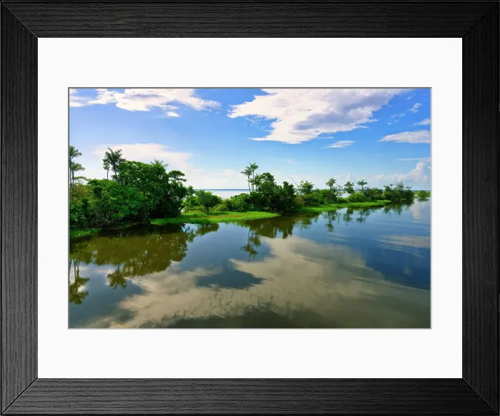 Framed Print : Flooded forest, Para State, Brazil, South America Framed Print : Flooded forest, Para State, Brazil, South America
