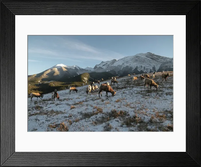 Framed Print : Rocky mountain bighorn sheep (Ovis canadensis) on a wintry mountain, Jasper National Park, UNESCO World Heritage Site, Alberta, Canadian Rockies, Canada, North America Framed Print : Rocky mountain bighorn sheep (Ovis canadensis) on a wintry mountain, Jasper National Park, UNESCO World Heritage Site, Alberta, Canadian Rockies, Canada, North America