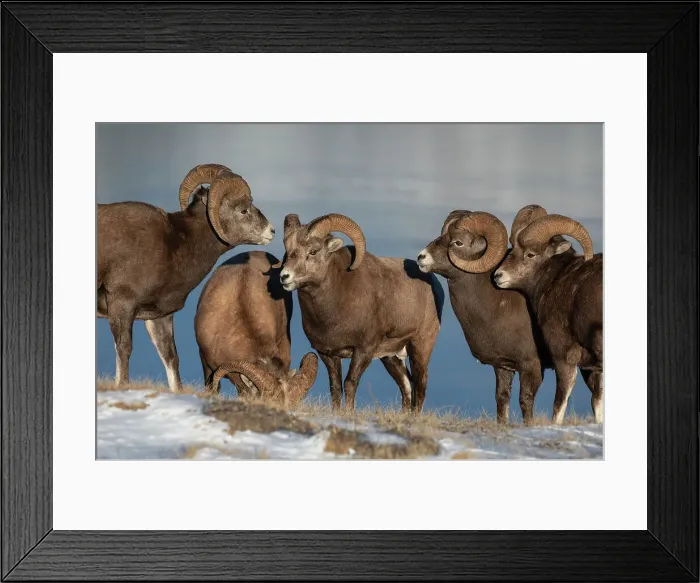 Framed Print : Rocky mountain bighorn rams (ovis canadensis) during the rut (mating) season, Jasper National Park, UNESCO World Heritage Site, Alberta, Canadian Rockies, Canada, North America Framed Print : Rocky mountain bighorn rams (ovis canadensis) during the rut (mating) season, Jasper National Park, UNESCO World Heritage Site, Alberta, Canadian Rockies, Canada, North America
