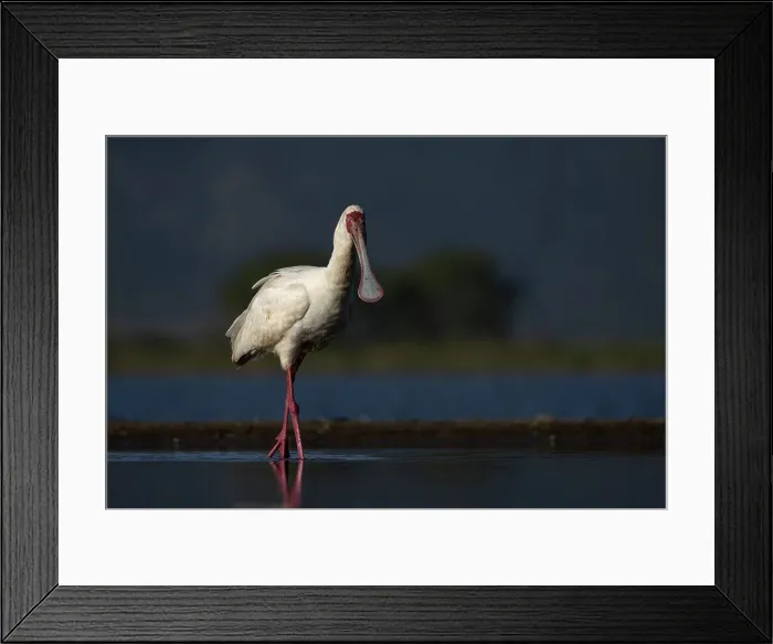 Framed Print : African spoonbill (Platalea alba), Zimanga game reserve, South Africa, Africa Framed Print : African spoonbill (Platalea alba), Zimanga game reserve, South Africa, Africa