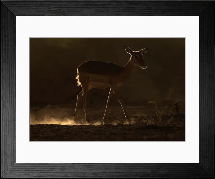 Framed Print : Impala (Aepyceros melampus), Shompole, Kenya, East Africa, Africa