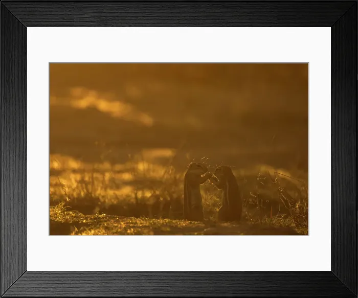Framed Print : Ground squirrels (Geosciurus inauris), Kgalagadi Transfrontier Park, Northern Cape, South Africa, Africa Framed Print : Ground squirrels (Geosciurus inauris), Kgalagadi Transfrontier Park, Northern Cape, South Africa, Africa