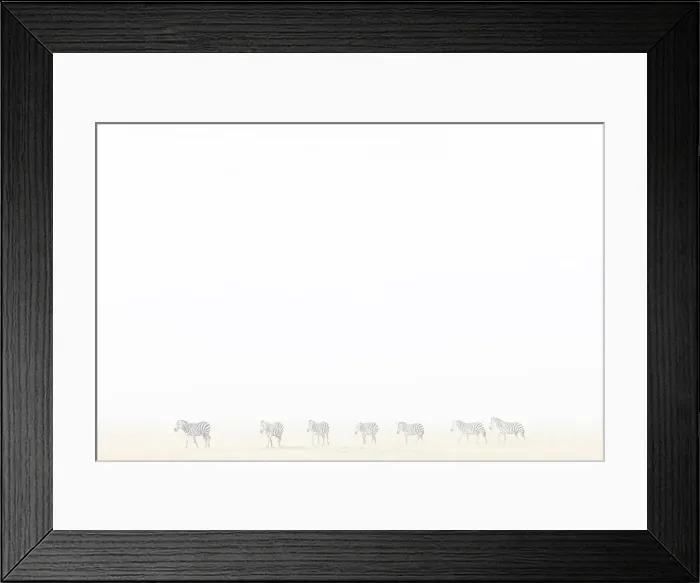 Framed Print : Plains zebra (Equus quagga) in dust storm, Amboseli National Park, Kenya, East Africa, Africa Framed Print : Plains zebra (Equus quagga) in dust storm, Amboseli National Park, Kenya, East Africa, Africa