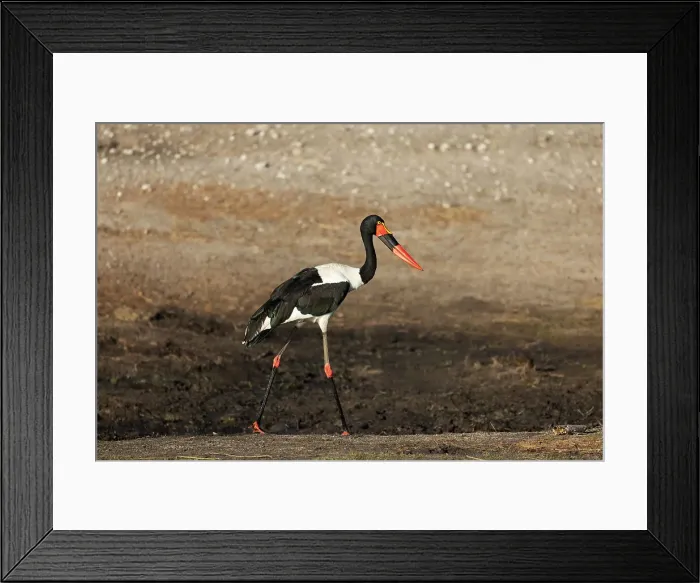 Framed Print : Saddle-billed stork (Ephippiorhynchus senegalensis) female, Chobe National Park, Botswana, Africa