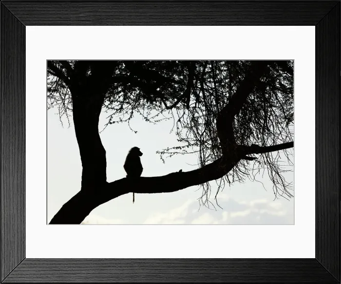 Framed Print : Olive baboon (Papio anubis), Shompole, Kenya, East Africa, Africa Framed Print : Olive baboon (Papio anubis), Shompole, Kenya, East Africa, Africa