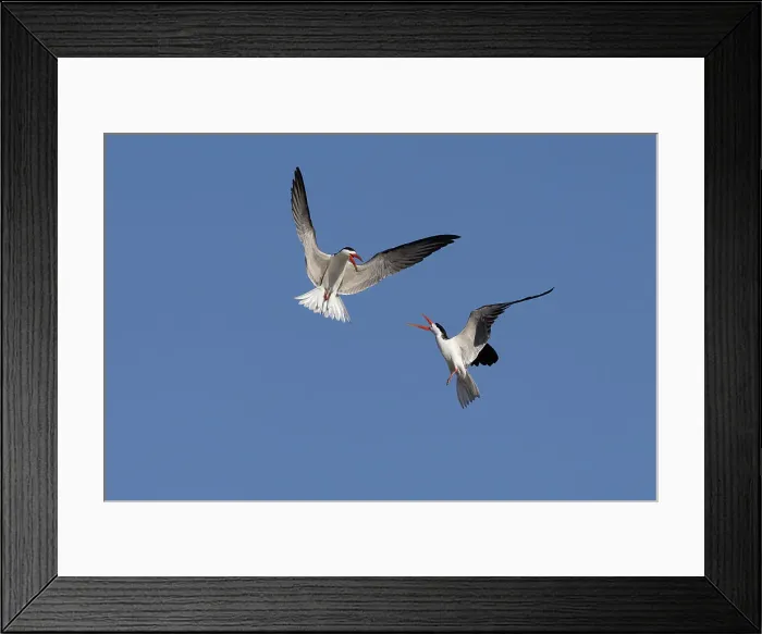 Framed Print : African skimmers (Rynchops flavirostris) displaying, Chobe National Park, Botswana, Africa Framed Print : African skimmers (Rynchops flavirostris) displaying, Chobe National Park, Botswana, Africa