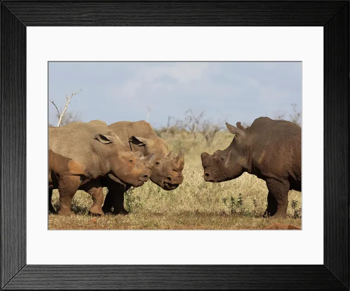 Framed Print : White rhino (Ceratotherium simum) bulls in confrontation, Zimanga private game reserve, KwaZulu-Natal, South Africa, Africa Framed Print : White rhino (Ceratotherium simum) bulls in confrontation, Zimanga private game reserve, KwaZulu-Natal, South Africa, Africa