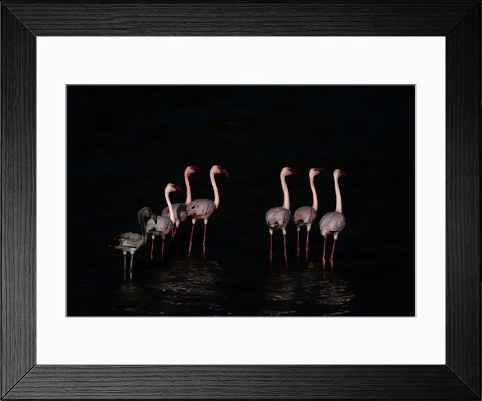Framed Print : Lesser flamingos (Phoeniconaias minor), Amboseli National Park, Kenya, East Africa, Africa Framed Print : Lesser flamingos (Phoeniconaias minor), Amboseli National Park, Kenya, East Africa, Africa