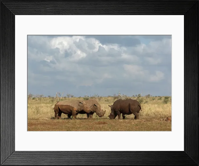 Framed Print : White rhino (Ceratotherium simum) bulls in confrontation, Zimanga private game reserve, KwaZulu-Natal, South Africa, Africa Framed Print : White rhino (Ceratotherium simum) bulls in confrontation, Zimanga private game reserve, KwaZulu-Natal, South Africa, Africa