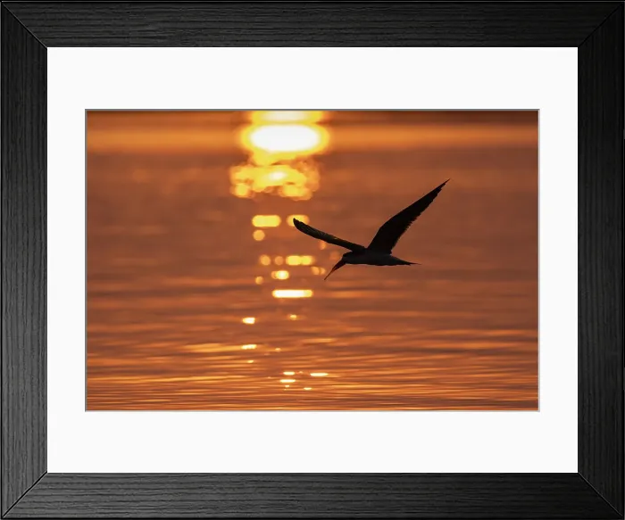 Framed Print : African skimmer (Rynchops flavirostris) at sunset, Chobe National Park, Botswana, Africa Framed Print : African skimmer (Rynchops flavirostris) at sunset, Chobe National Park, Botswana, Africa