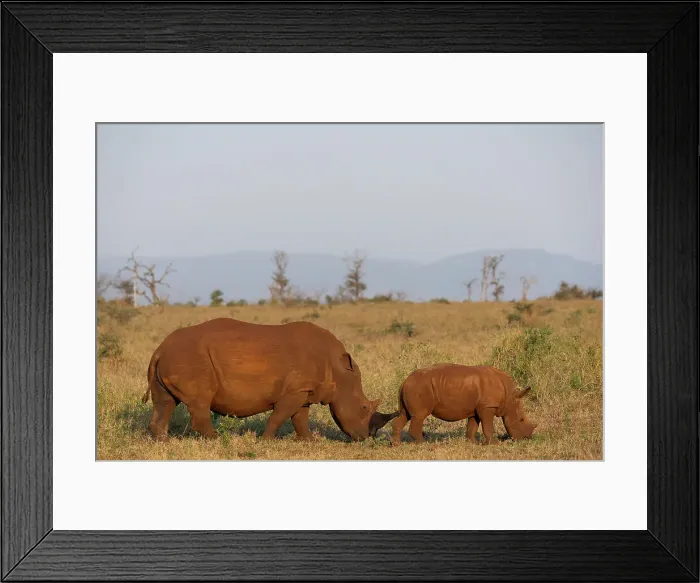 Framed Print : White rhino (Ceratotherium simum) with calf, Zimanga private game reserve, KwaZulu-Natal, South Africa, Africa Framed Print : White rhino (Ceratotherium simum) with calf, Zimanga private game reserve, KwaZulu-Natal, South Africa, Africa