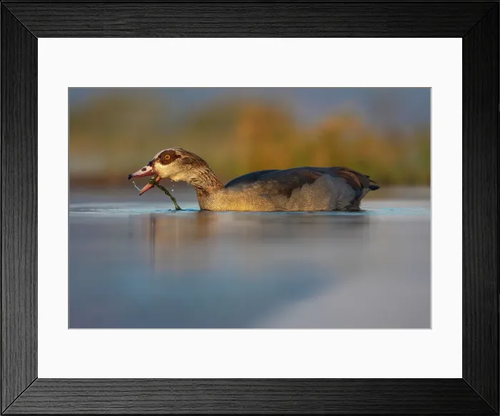Framed Print : Egyptian goose (Alopochen aegyptiaca), Zimanga game reserve, South Africa Framed Print : Egyptian goose (Alopochen aegyptiaca), Zimanga game reserve, South Africa