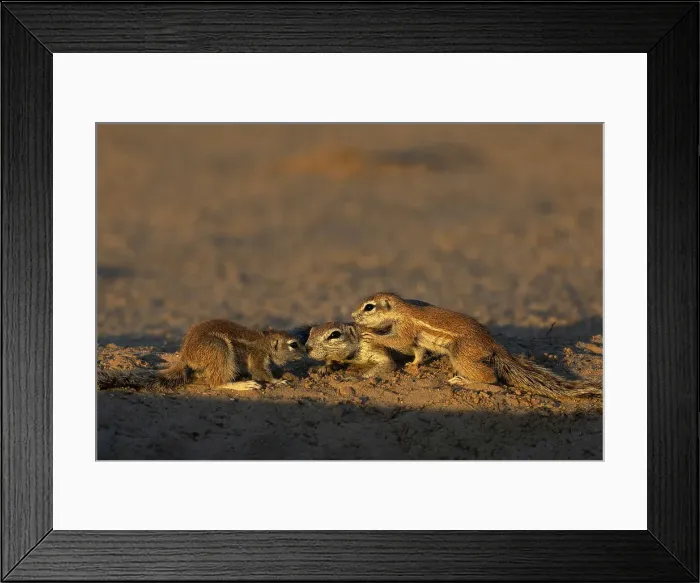 Framed Print : Ground squirrels (Geosciurus inauris), Kgalagadi Transfrontier Park, Northern Cape, South Africa, Africa Framed Print : Ground squirrels (Geosciurus inauris), Kgalagadi Transfrontier Park, Northern Cape, South Africa, Africa