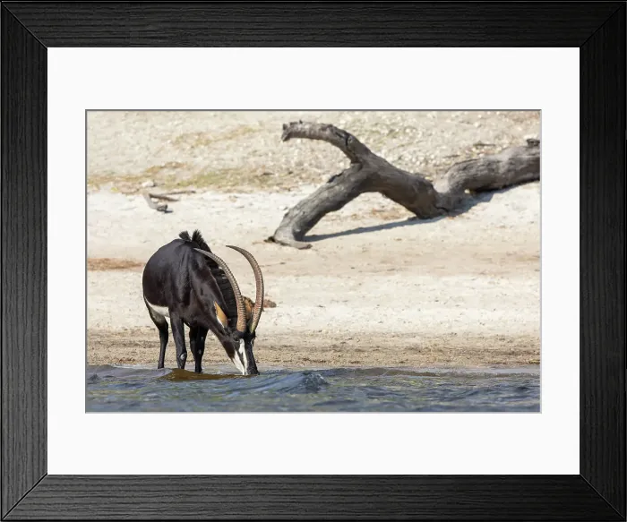 Framed Print : Sable (Hippotragus niger) drinking, Chobe National Park, Botswana, Africa