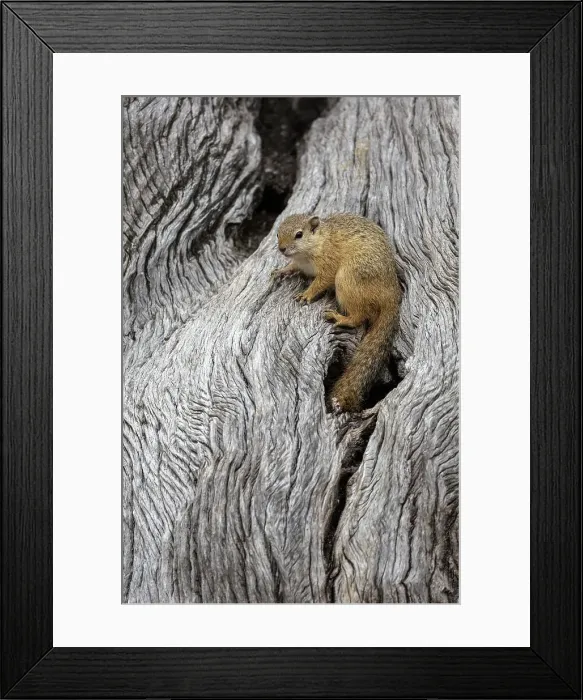 Framed Print : Tree squirrel (Paraxerus cepapi), Mashatu Game Reserve, Botswana, Africa Framed Print : Tree squirrel (Paraxerus cepapi), Mashatu Game Reserve, Botswana, Africa