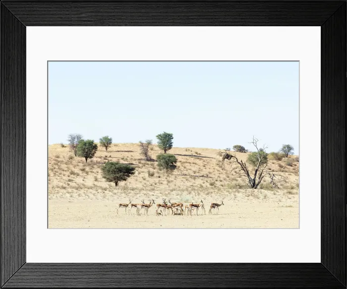 Framed Print : Springbok (Antidorcas marsupialis), Kgalagadi Transfrontier Park, Northern Cape, South Africa, Africa Framed Print : Springbok (Antidorcas marsupialis), Kgalagadi Transfrontier Park, Northern Cape, South Africa, Africa