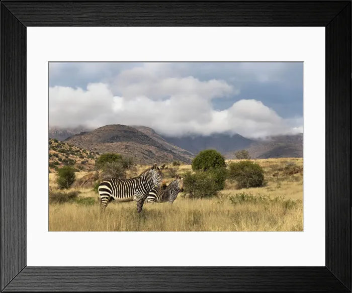 Framed Print : Cape mountain zebra (Equus zebra), Mountain Zebra National Park, Eastern Cape, South Africa, Africa Framed Print : Cape mountain zebra (Equus zebra), Mountain Zebra National Park, Eastern Cape, South Africa, Africa