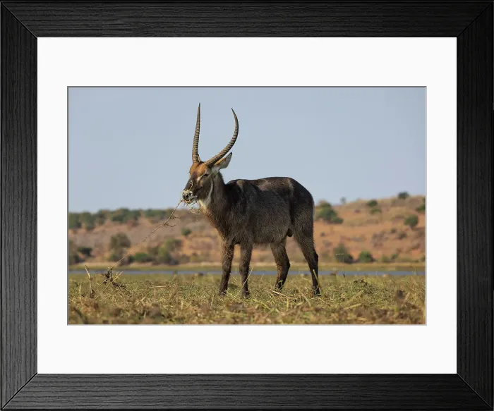 Framed Print : Waterbuck (Kobus ellipsiprymnus), Chobe National Park, Botswana, Africa