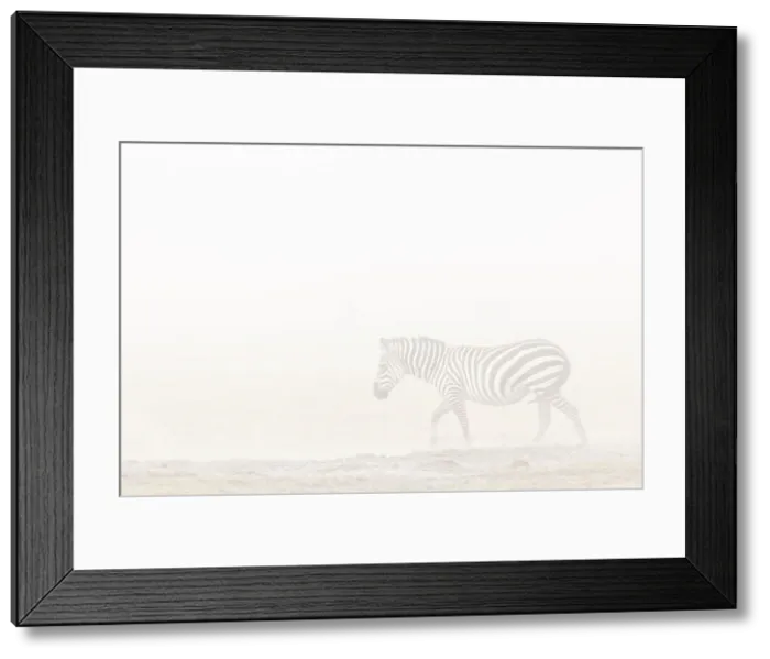 Framed Print : Plains zebra (Equus quagga) in dust storm, Amboseli National Park, Kenya, East Africa, Africa Framed Print : Plains zebra (Equus quagga) in dust storm, Amboseli National Park, Kenya, East Africa, Africa