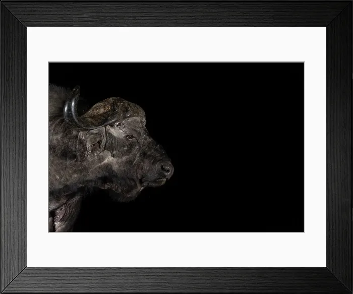 Framed Print : Cape buffalo (Syncerus caffer) bull at night, Zimanga private game reserve, South Africa, Africa Framed Print : Cape buffalo (Syncerus caffer) bull at night, Zimanga private game reserve, South Africa, Africa
