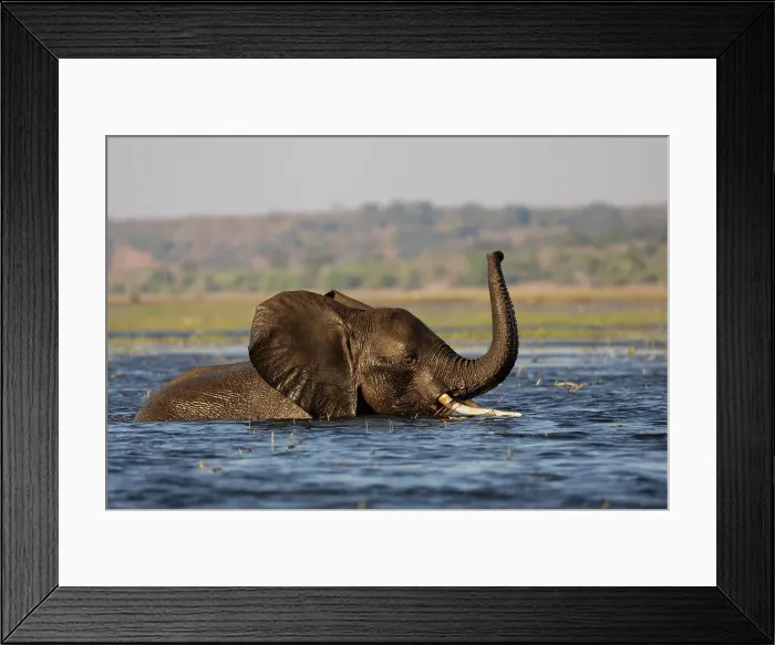 Framed Print : Elephant (Loxodonta africana) in Chobe River, Chobe National Park, Botswana, Africa Framed Print : Elephant (Loxodonta africana) in Chobe River, Chobe National Park, Botswana, Africa