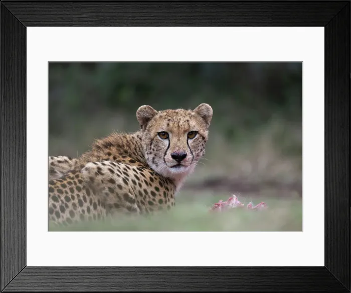 Framed Print : Cheetah (Acinonyx jubatus) on kill, Zimanga private game reserve, KwaZulu-Natal, South Africa, Africa