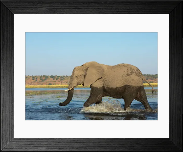 Framed Print : Elephant (Loxodonta africana) bull in Chobe River, Chobe National Park, Botswana, Africa Framed Print : Elephant (Loxodonta africana) bull in Chobe River, Chobe National Park, Botswana, Africa