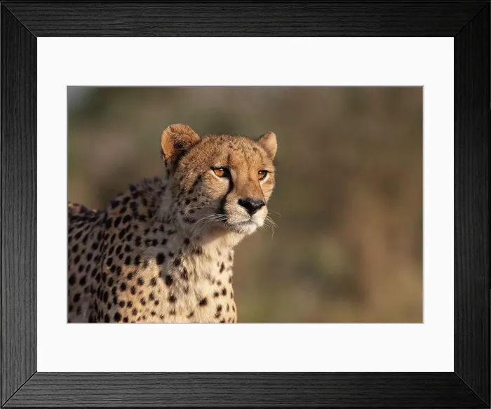 Framed Print : Cheetah (Acinonyx jubatus), Zimanga private game reserve, KwaZulu-Natal, South Africa, Africa Framed Print : Cheetah (Acinonyx jubatus), Zimanga private game reserve, KwaZulu-Natal, South Africa, Africa