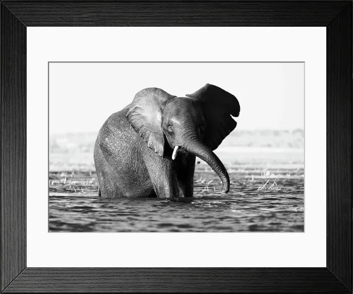 Framed Print : Elephant (Loxodonta africana) in Chobe River, Chobe National Park, Botswana, Africa Framed Print : Elephant (Loxodonta africana) in Chobe River, Chobe National Park, Botswana, Africa