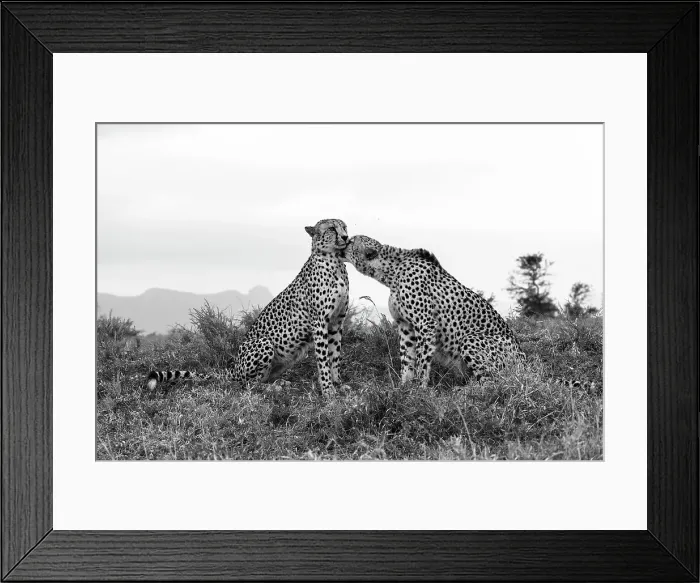 Framed Print : Cheetah (Acinonyx jubatus) allogrooming, Zimanga private game reserve, KwaZulu-Natal, South Africa, Africa Framed Print : Cheetah (Acinonyx jubatus) allogrooming, Zimanga private game reserve, KwaZulu-Natal, South Africa, Africa