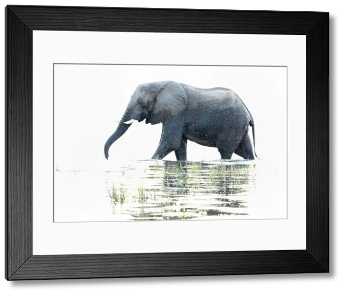 Framed Print : Elephant (Loxodonta africana) in Chobe River, Chobe National Park, Botswana, Africa Framed Print : Elephant (Loxodonta africana) in Chobe River, Chobe National Park, Botswana, Africa