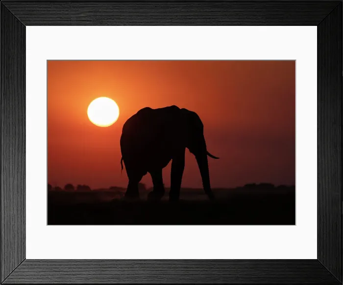 Framed Print : Elephant (Loxodonta africana) at sunset, Chobe National Park, Botswana, Africa Framed Print : Elephant (Loxodonta africana) at sunset, Chobe National Park, Botswana, Africa