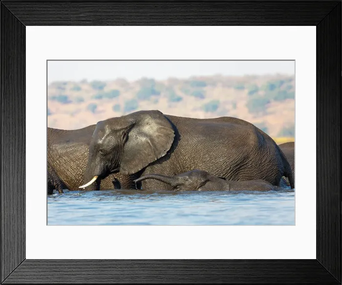 Framed Print : Elephants (Loxodonta africana), Chobe National Park, Botswana, Africa Framed Print : Elephants (Loxodonta africana), Chobe National Park, Botswana, Africa