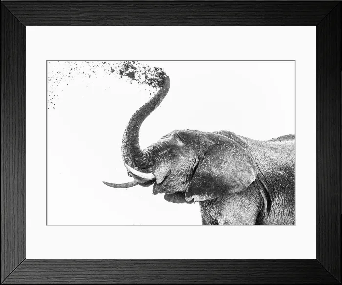 Framed Print : Elephant (Loxodonta africana) dusting, Chobe National Park, Botswana, Africa Framed Print : Elephant (Loxodonta africana) dusting, Chobe National Park, Botswana, Africa