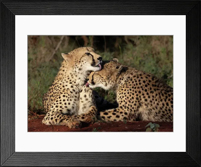 Framed Print : Cheetah (Acinonyx jubatus) allogrooming, Zimanga private game reserve, KwaZulu-Natal, South Africa, Africa Framed Print : Cheetah (Acinonyx jubatus) allogrooming, Zimanga private game reserve, KwaZulu-Natal, South Africa, Africa