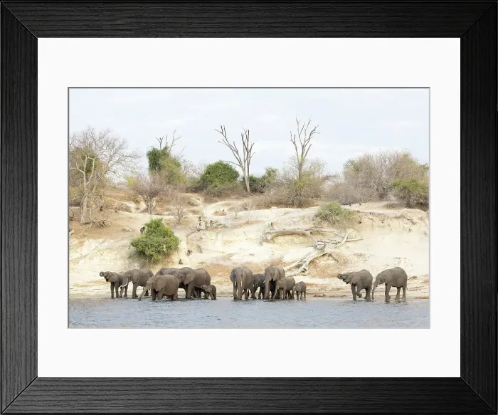 Framed Print : Elephant (Loxodonta africana) drinking in Chobe River, Chobe National Park, Botswana, Africa Framed Print : Elephant (Loxodonta africana) drinking in Chobe River, Chobe National Park, Botswana, Africa